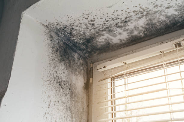 Affordable Mold Cleanup solutions in Lorton, VA